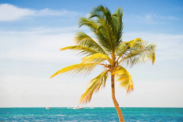 Palmier sur le fond de la mer et du ciel — Photo
