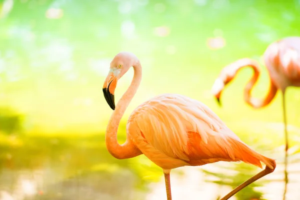 De roze Caribische flamingo gaat over water. Roze flamingo gaat op een moeras — Stockfoto