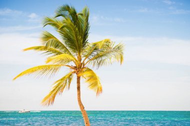 Deniz ve gökyüzü arka plan üzerinde palmiye ağacı
