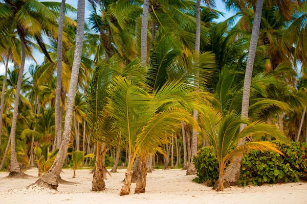 Het regenwoud, palmbomen op de achtergrond van de strand van palmbomen. — Stockfoto