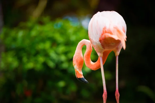 A pink Caribbean flamingo in the garden. — Stock Photo, Image