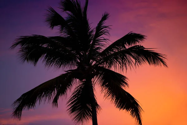 Silhouette d'un palmier au coucher du soleil — Photo