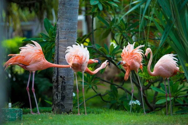 Een roze Caribische flamingo in de tuin. — Stockfoto