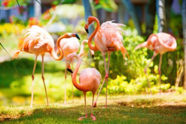 Pembe Karayip flamingo üzerinde su geçiyor. Pembe flamingo bir bataklık üzerinde gider