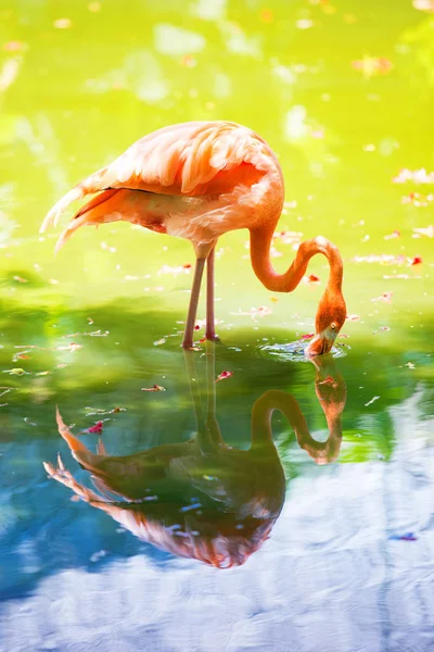 Der rosa karibische Flamingo geht auf Wasser. Rosafarbener Flamingo geht in den Sumpf — Stockfoto