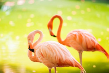 Pembe Karayip flamingo üzerinde su geçiyor. Pembe flamingo bir bataklık üzerinde gider