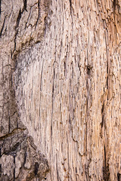 Textur einer Rinde einer Palme, ein Hintergrund — Stockfoto