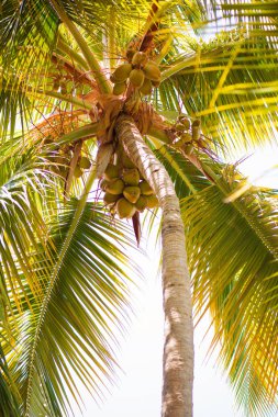 Palmiye ağacı hindistancevizi mavi gökyüzü ile