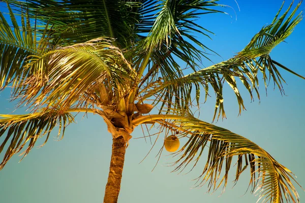 Palm tree med kokosnötter mot den blå himlen — Stockfoto