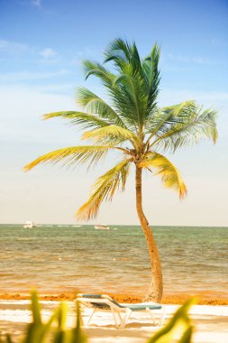 Palmiye ağacı hindistancevizi mavi gökyüzü ile