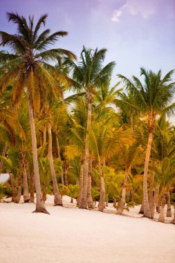 Tropikal orman, palmiye ağaçları ve palmiye ağaçlarının plaj zemin üzerine.