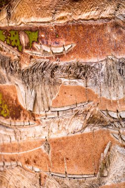 Kabuğu bir palmiye ağacı, bir arka plan dokusu