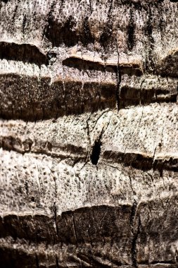 Kabuğu bir palmiye ağacı, bir arka plan dokusu