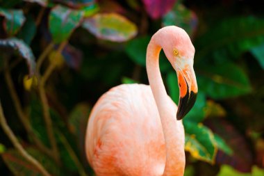 Bahçedeki pembe bir Karayip flamingo.