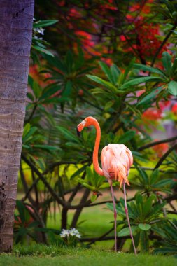 Bahçedeki pembe bir Karayip flamingo.