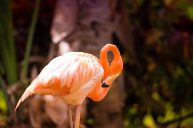 Bahçedeki pembe bir Karayip flamingo.