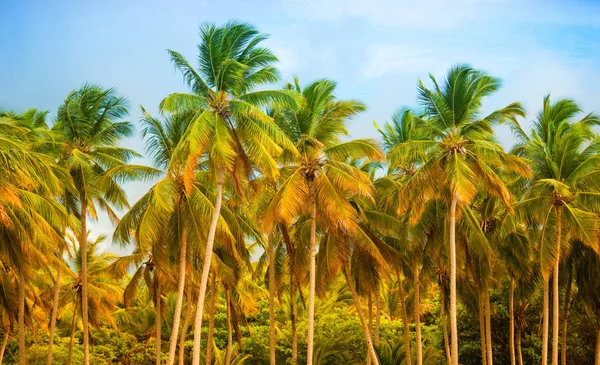 Den tropiska skogen, palmer på stranden bakgrunden av palmer. — Stockfoto