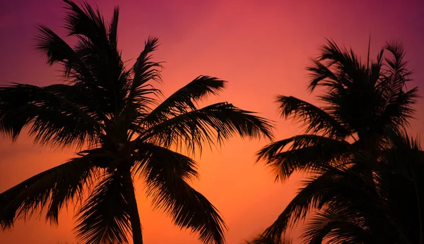 Silhouette d'un palmier au coucher du soleil — Photo