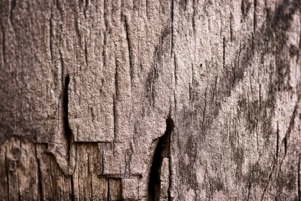 Textuur van een schors van een palmboom, een achtergrond — Stockfoto