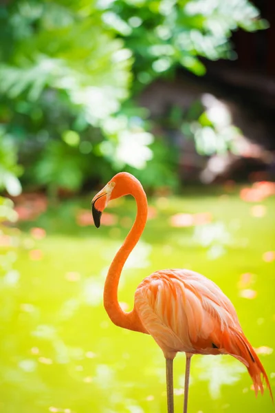 El flamenco rosado del Caribe va en el agua. El flamenco rosado va a un pantano — Foto de Stock