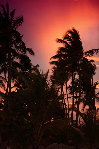 Silhouette of a palm tree at sunset — Stock Photo, Image