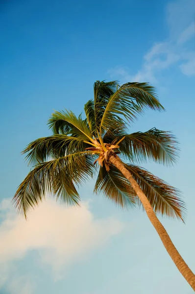 Palmier aux noix de coco contre le ciel bleu — Photo