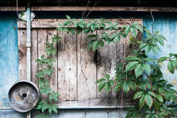 Eine Wand aus Schmiedeholz mit Blättern. — Stockfoto