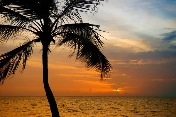 Silhouette de palmiers au coucher du soleil plage tropicale. Coucher de soleil orange . — Photo