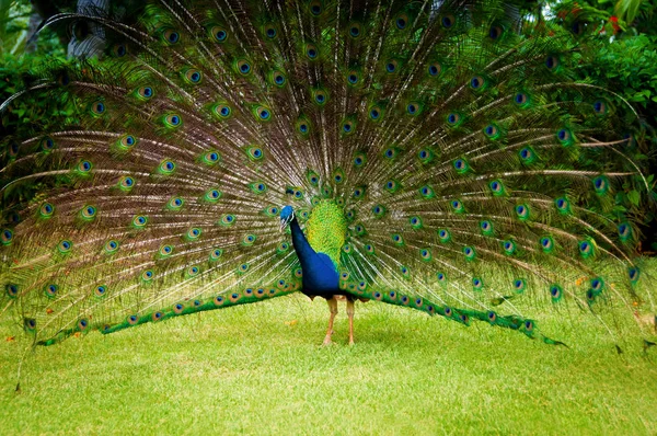 Portrait d'un paon avec une queue lâche . — Photo