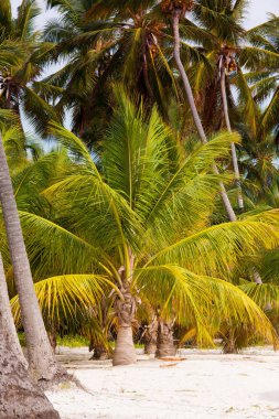 Palmiye ağacı hindistancevizi mavi gökyüzü ile