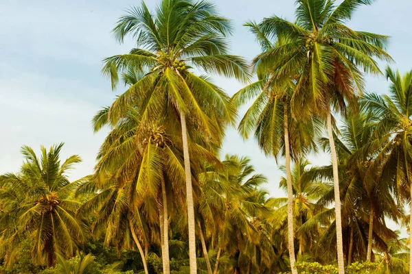 Palmiye ağacı hindistancevizi mavi gökyüzü ile