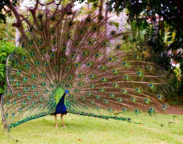 Tavus kuşu gevşek bir kuyruk ile portresi. — Stok fotoğraf