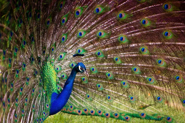 Portrait d'un paon avec une queue lâche . — Photo