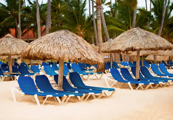 Ligstoelen onder palmboom verlaat parasols op het strand — Stockfoto