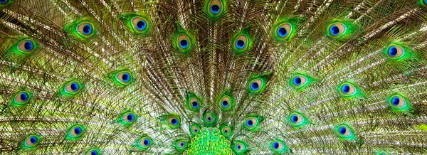 Background, beautiful peacock tail. Nature and backgrounds. — Stock Photo, Image