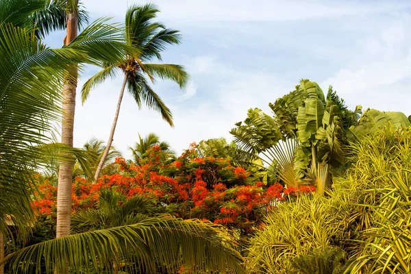 Palm tree med kokosnötter mot den blå himlen — Stockfoto