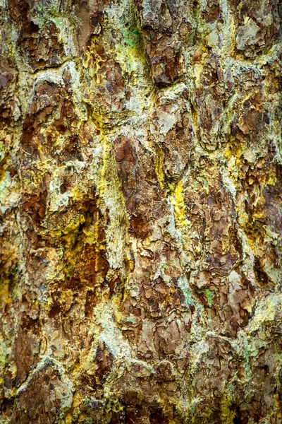 Achtergrond van de schors van een boom, oude schors. Close-up. — Stockfoto