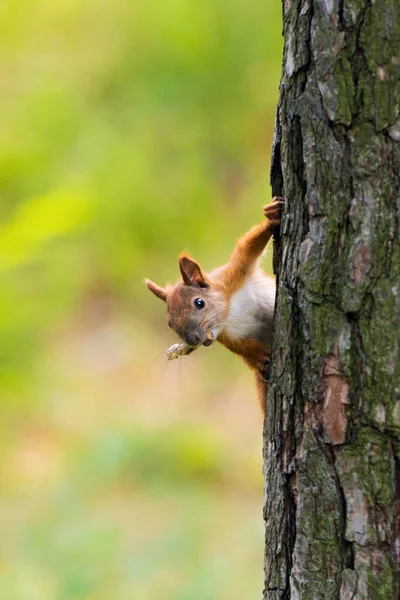 Esquilo ruivo pendurado em uma árvore com uma noz . — Fotografia de Stock