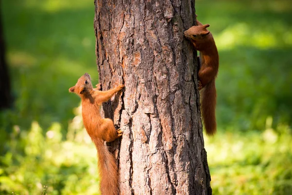 Deux écureuils roux jouent sur l'arbre . — Photo