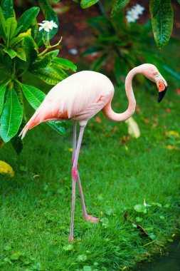 Pembe Karayip flamingo üzerinde su geçiyor. Pembe flamingo bir bataklık üzerinde gider