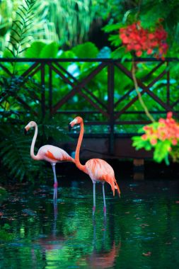 Pembe Karayip flamingo üzerinde su geçiyor. Pembe flamingo bir bataklık üzerinde gider
