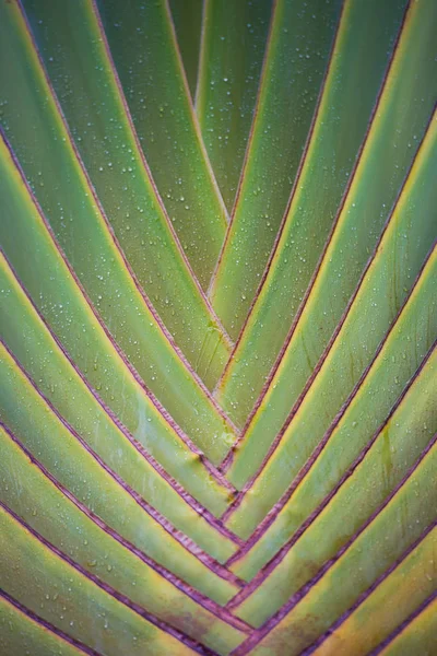 Texture des feuilles tropicales, grand feuillage de palmier nature fond vert — Photo