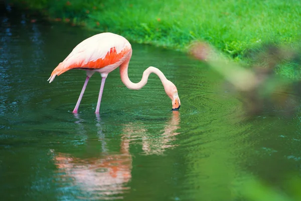 Der rosa karibische Flamingo geht auf Wasser. Rosafarbener Flamingo geht in den Sumpf — Stockfoto