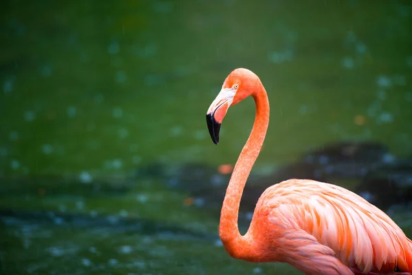 El flamenco rosado del Caribe va en el agua. El flamenco rosado va a un pantano — Foto de Stock