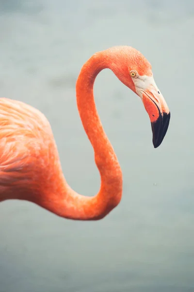 The pink Caribbean flamingo goes on water. Pink flamingo goes on a swamp — Stock Photo, Image