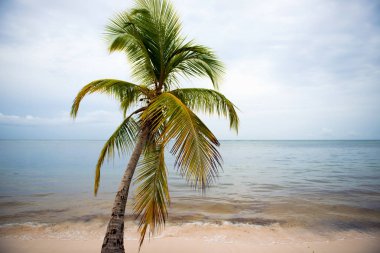Gün batımı tropikal Beach Palm ağaçlar siluet. Turuncu günbatımı.