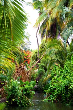 Palmiye ağacı hindistancevizi mavi gökyüzü ile