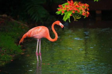 Pembe Karayip flamingo üzerinde su geçiyor. Pembe flamingo bir bataklık üzerinde gider