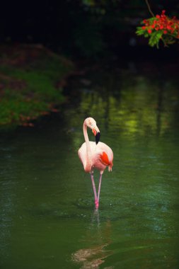 Pembe Karayip flamingo üzerinde su geçiyor. Pembe flamingo bir bataklık üzerinde gider