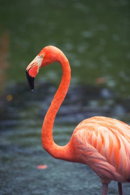 Pembe Karayip flamingo üzerinde su geçiyor. Pembe flamingo bir bataklık üzerinde gider
